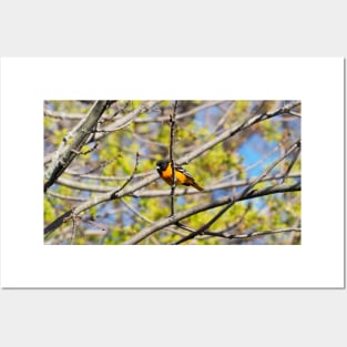 Baltimore Oriole Perched On A Tree Branch Posters and Art